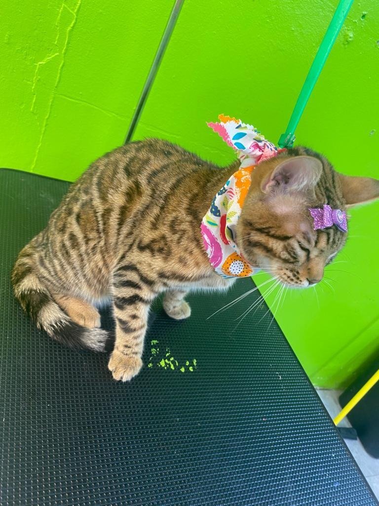 imageye___-_cat