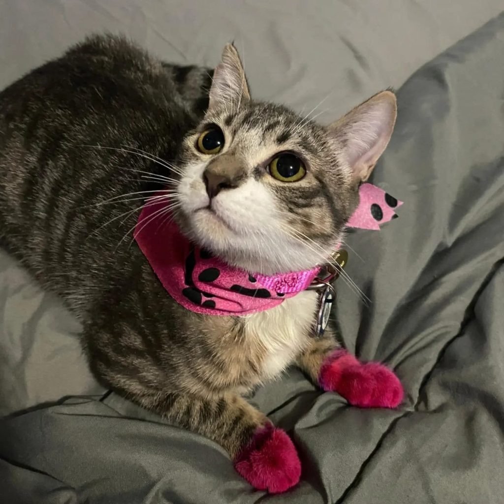 imageye___-_gato-1024x1024